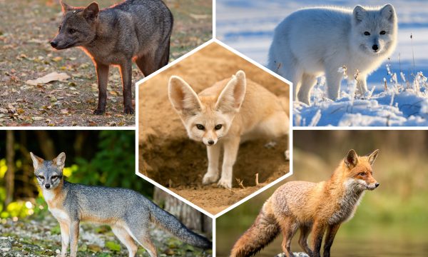 Tout savoir sur les renards, les rois des canidés