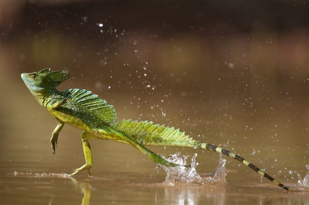 lézard jésus christ qui court sur l'eau