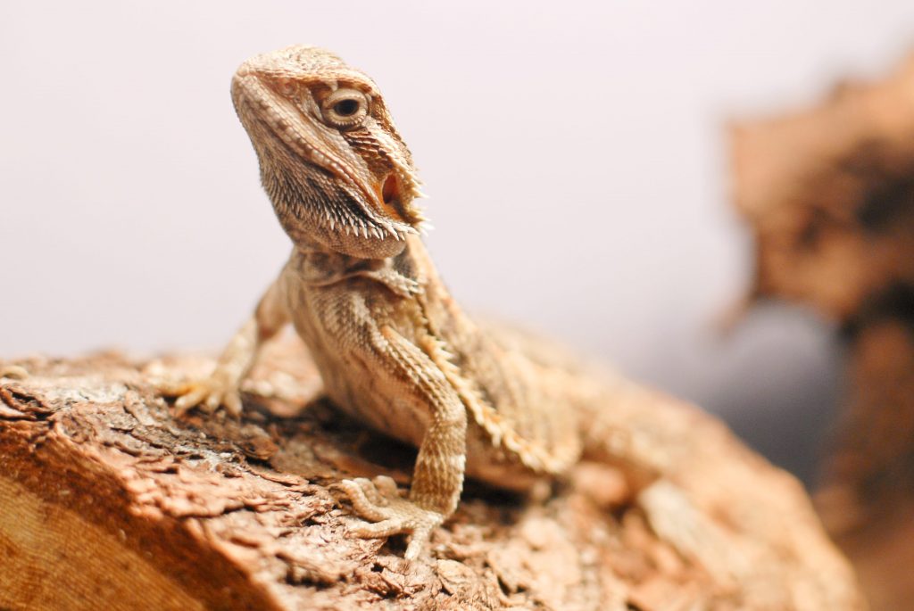 Dragon barbu dans un terrarium