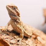 Quelle espèce de reptile choisir pour débuter en terrariophilie ?