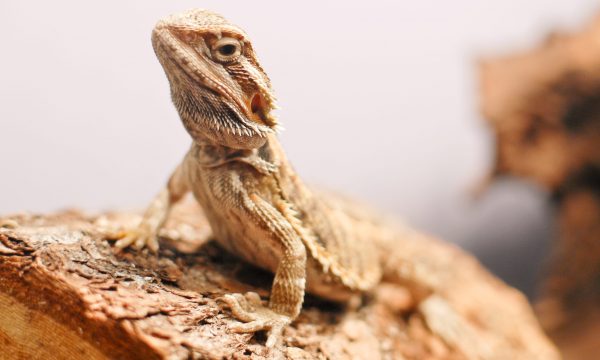 Quelle espèce de reptile choisir pour débuter en terrariophilie ?
