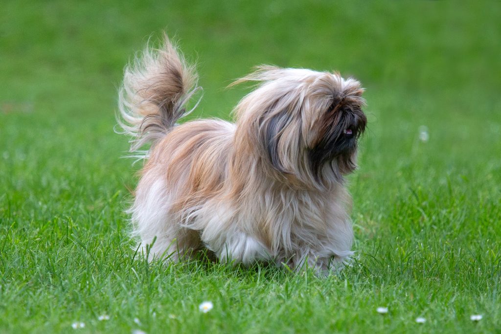 lhassa apso