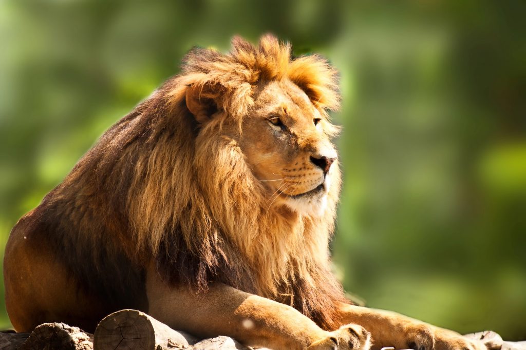 lion