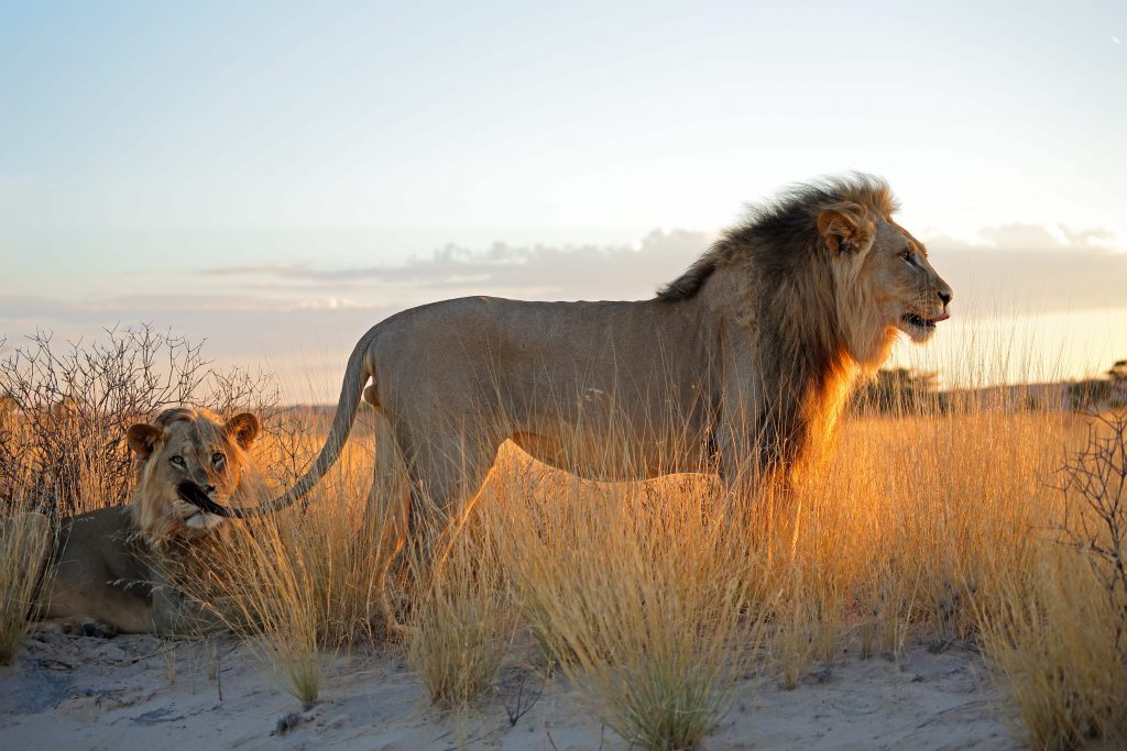 Lion d'Afrique du Sud