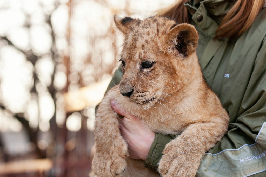 Lion bébé dans les bras d'un volontaire d'un refuge