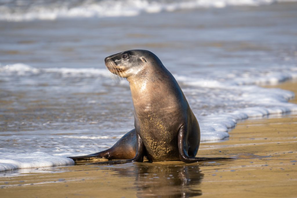 Lions de mer, nouvelle zélande