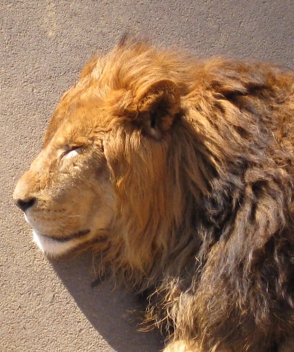 Le lion