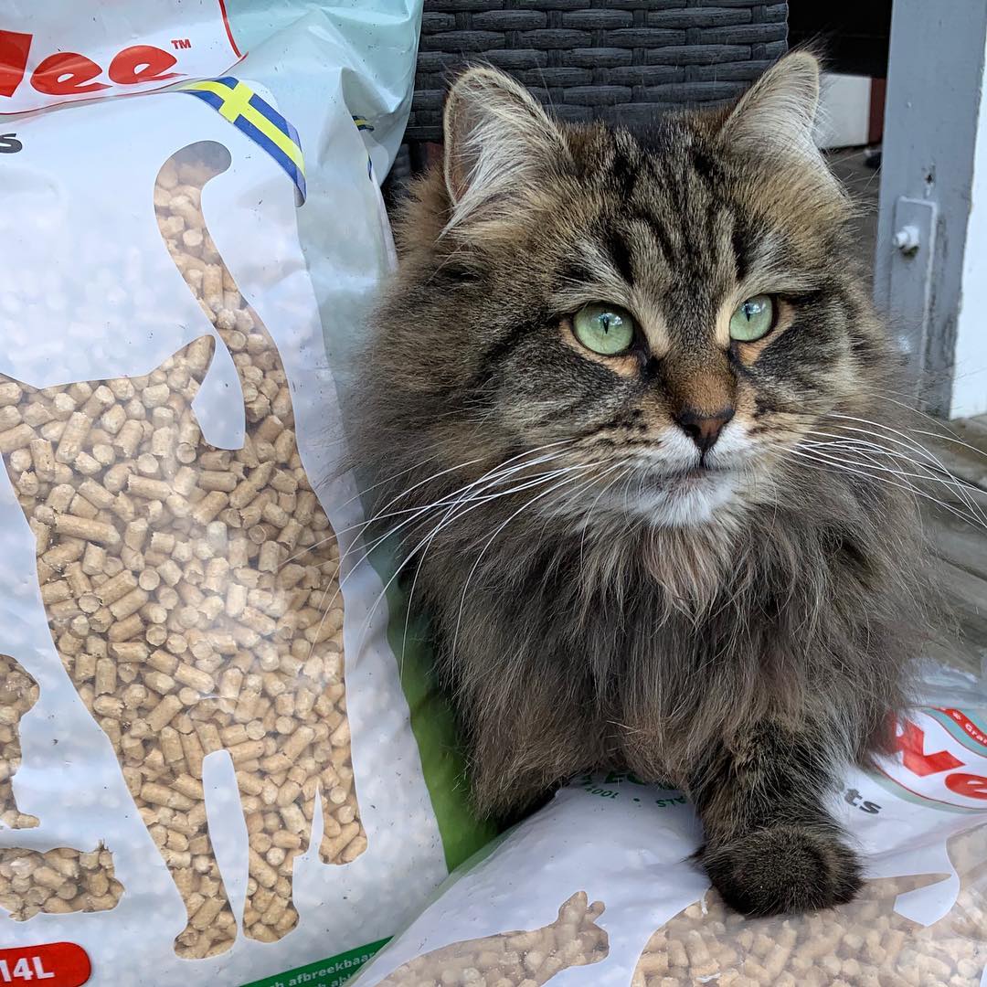 Changer Le Type De Litiere De Mon Chat Autour Des Animaux