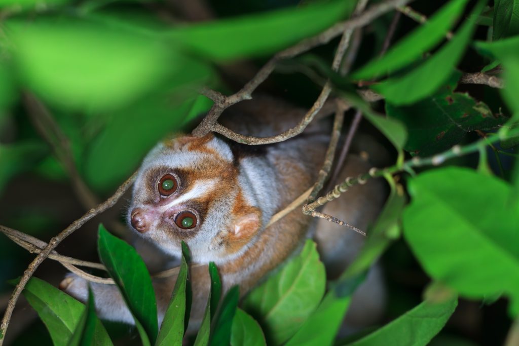 Loris Lent