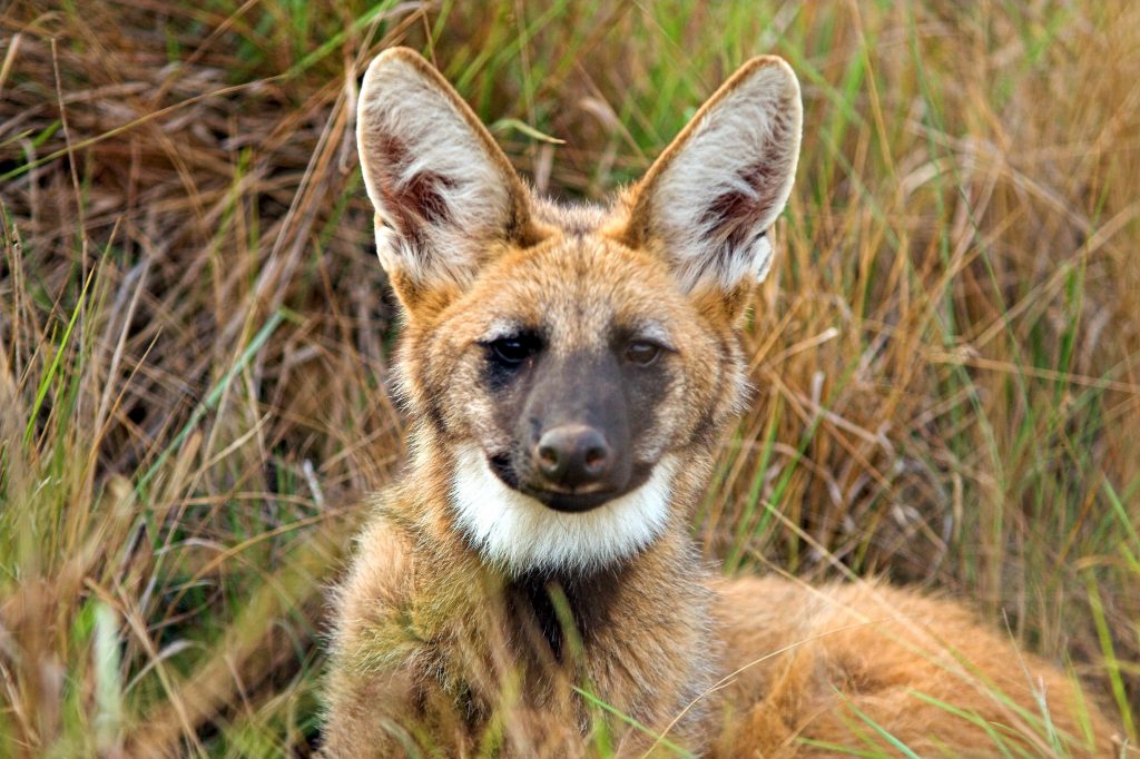 loup à crinière