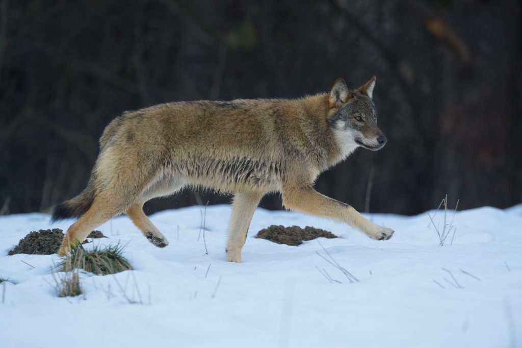 Loup gris