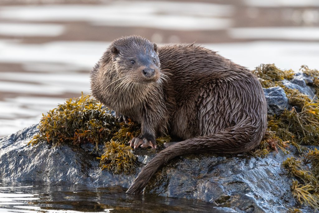 Loutre d'Europe