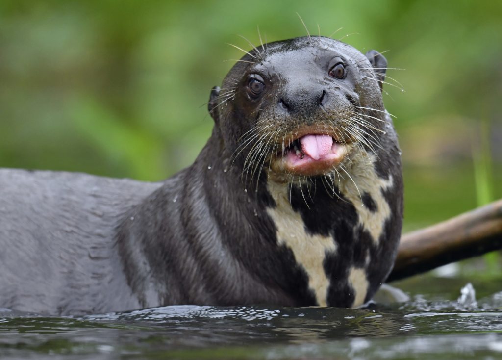 Loutre géante