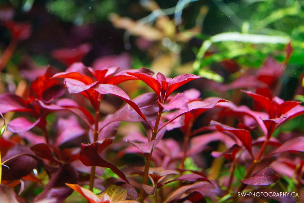 plante ludwigia aquarium