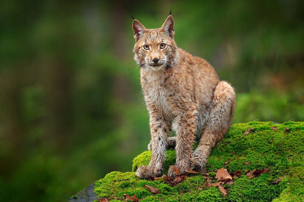 Lynx