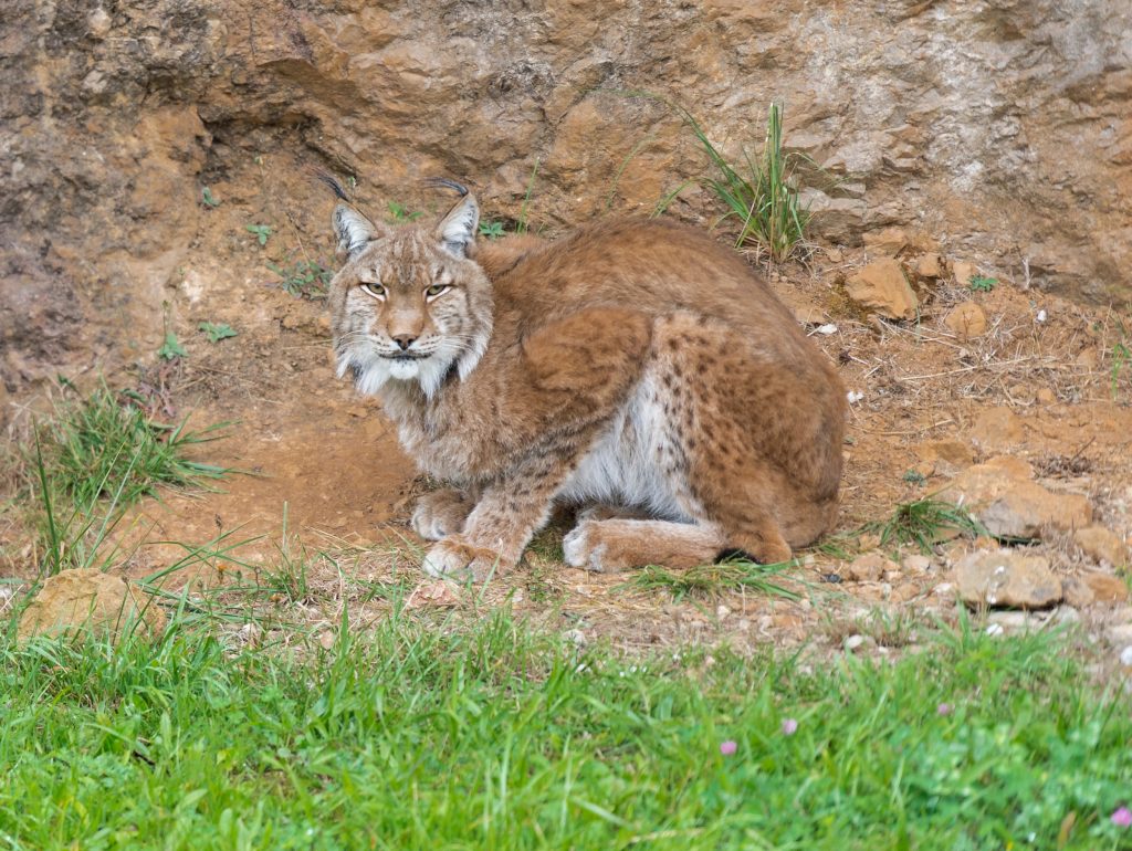 lynx boréal