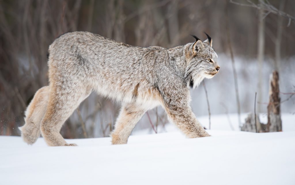 lynx du Canada