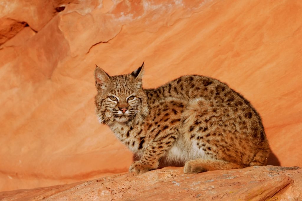 lynx roux