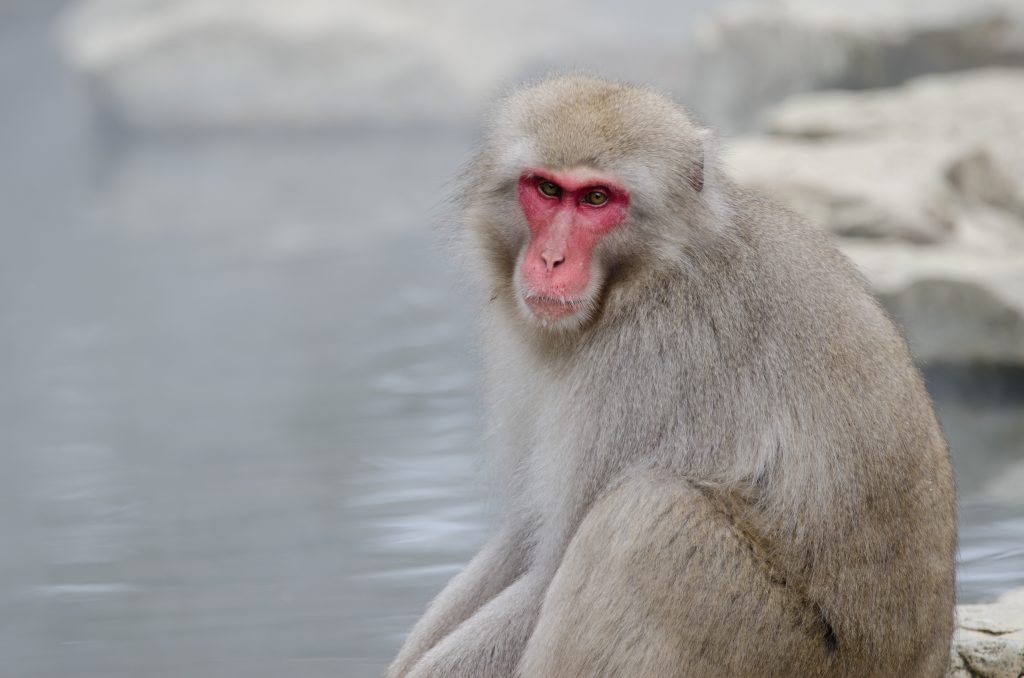 macaque japonais