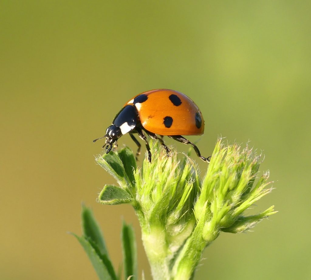 Macro photographie de coccinnelle