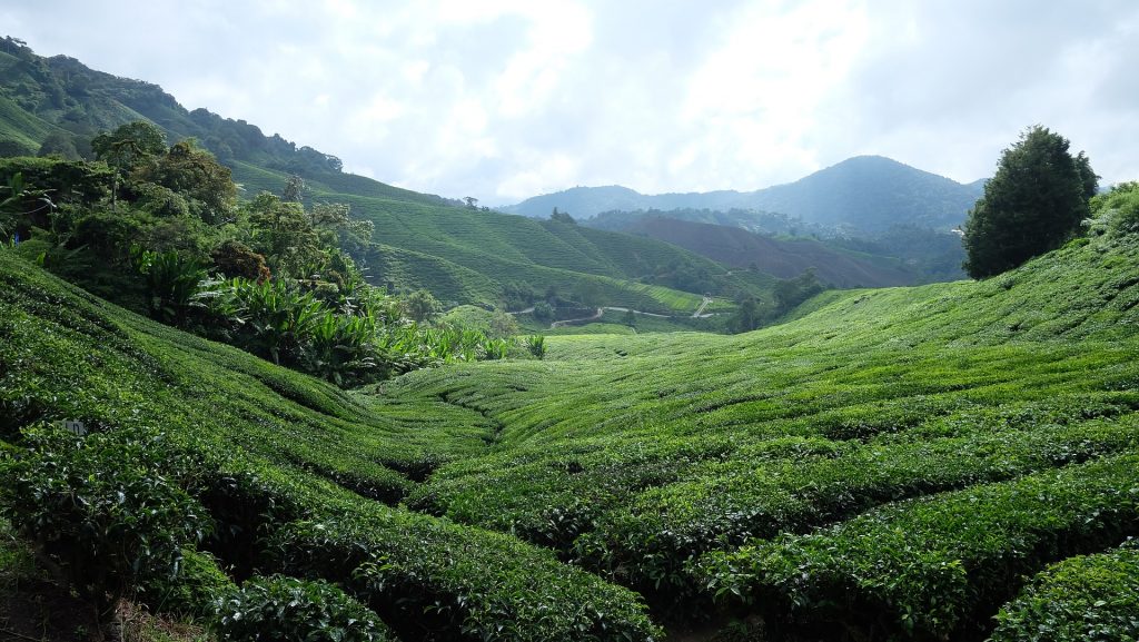 Paysage de Malaisie