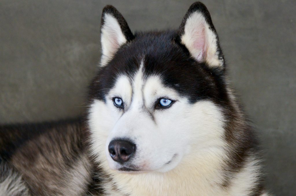 Malamute d'alaska aux yeux bleus