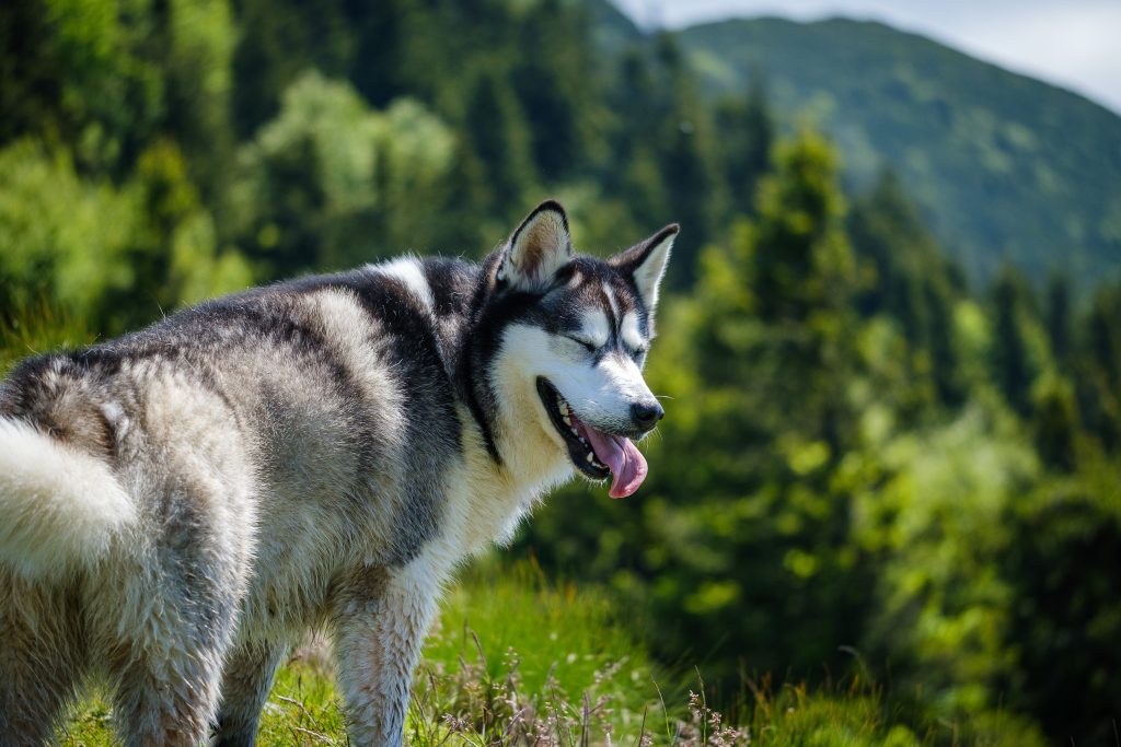 Malamute d'Alaska dans les montagnes