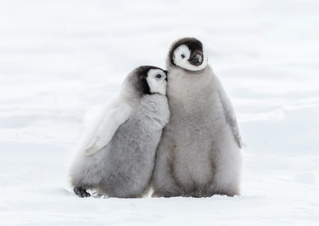 Manchots l'hiver sous la neige