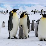 Animaux de noël : 10 espèces à découvrir