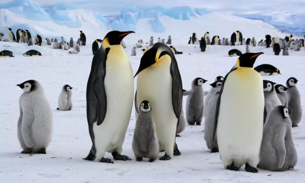 Animaux de noël : 10 espèces à découvrir