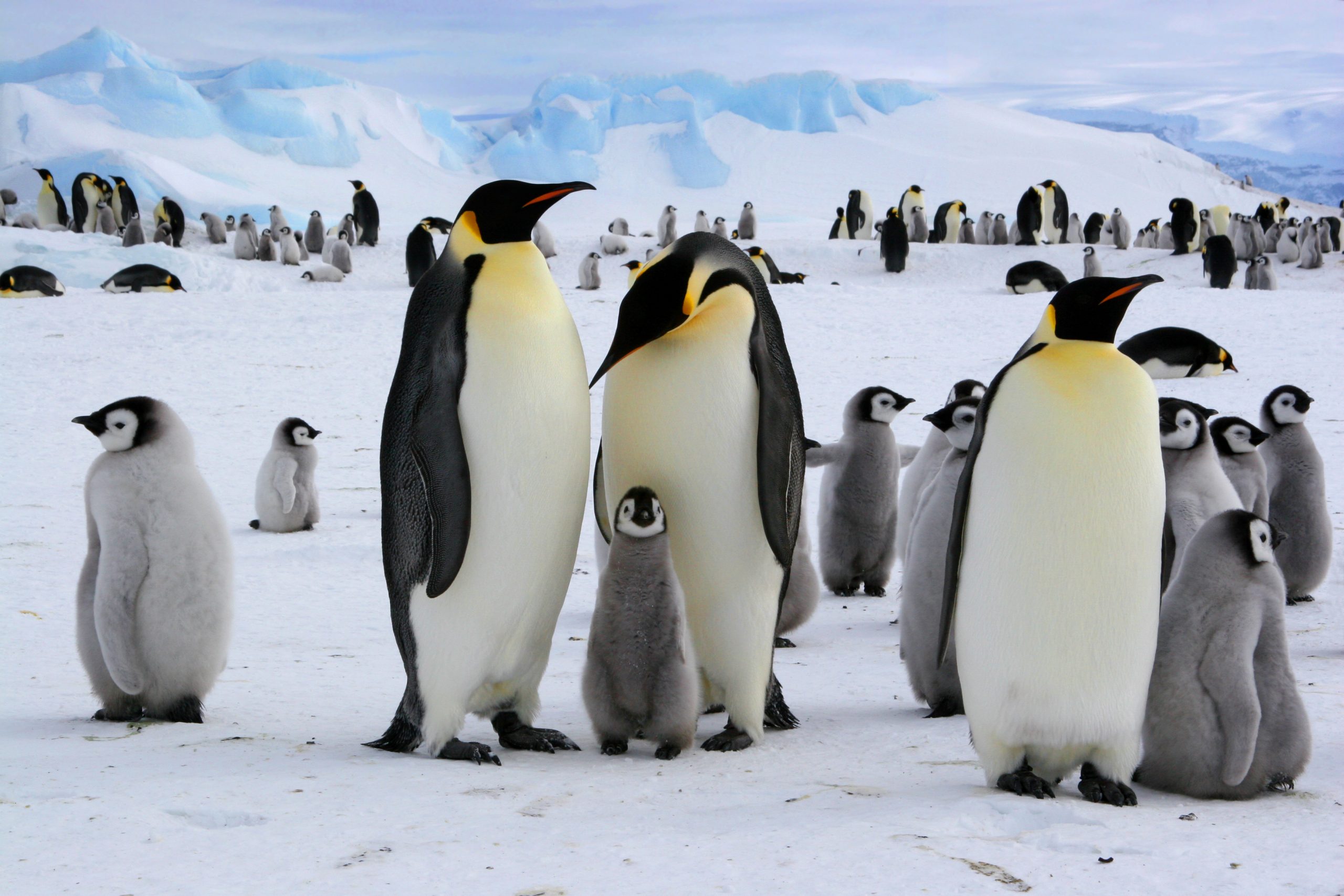 Пингвин воркута. Антарктический Императорский Пингвин. Императорский Пингвин в Антарктиде. Королевский Пингвин в Антарктиде. Животные Антарктиды Императорский Пингвин.