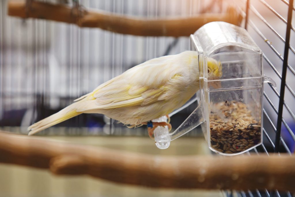 mangeoire dans la cage avec un oiseau