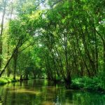 Quels animaux voir dans le marais poitevin ?