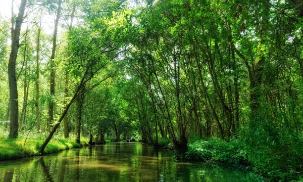 Quels animaux voir dans le marais poitevin ?