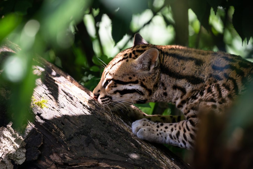 Margay en train de chasser dans la forêt