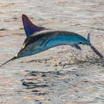 Quel poisson est le plus rapide ? Top 6 espèces à découvrir