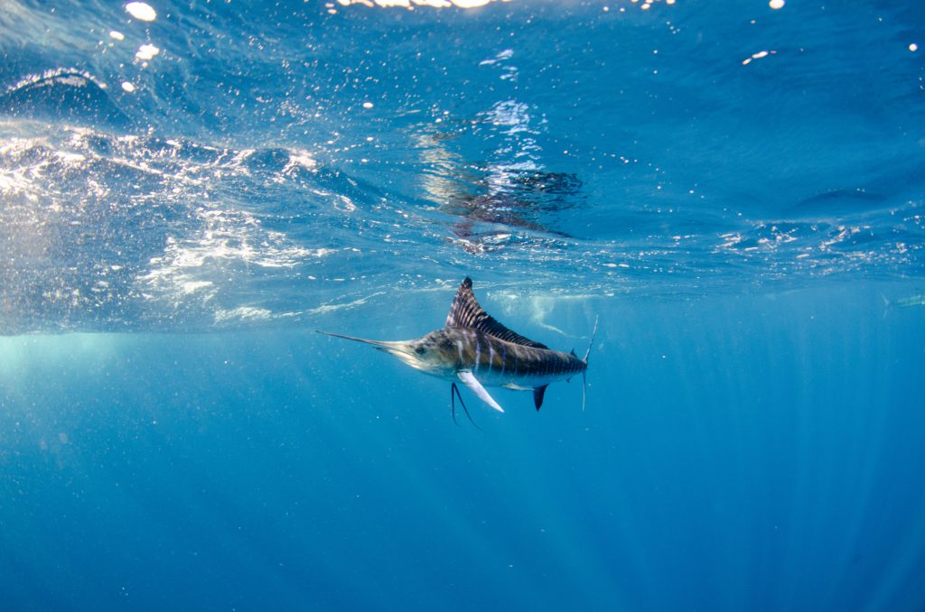 Le marlin noir, poisson le plus rapide du monde