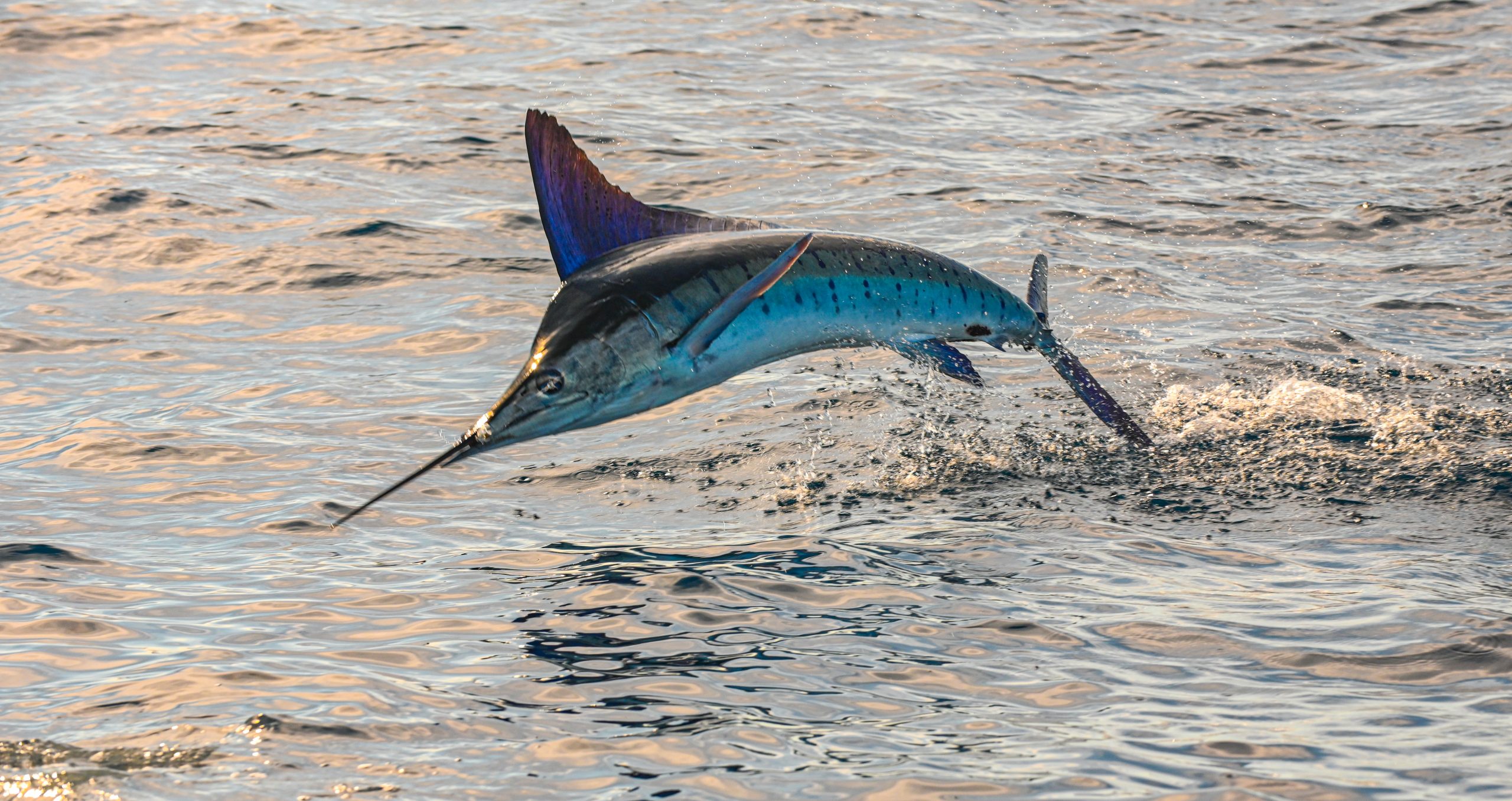 Quel poisson est le plus rapide ? Top 6 espèces à découvrir
