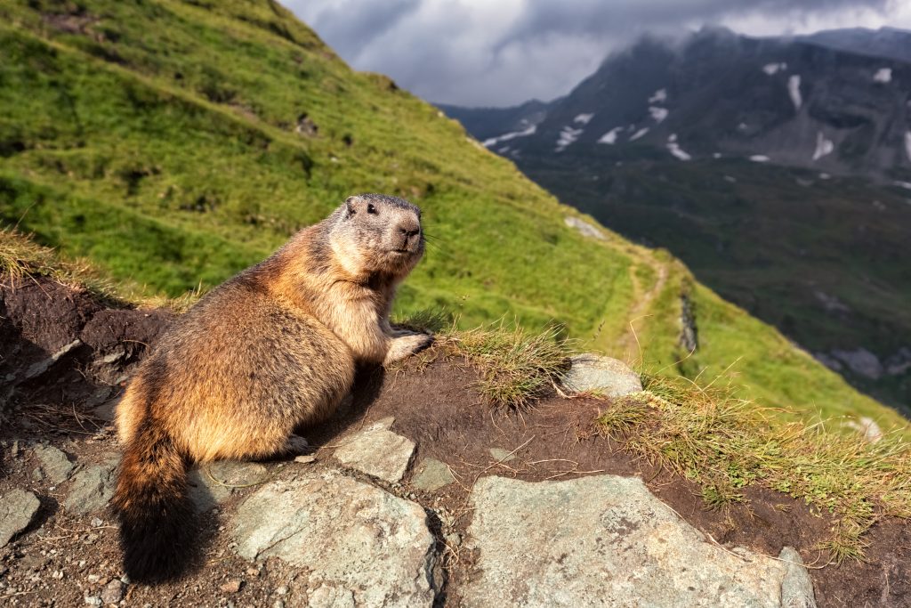 Marmotte des Alpes