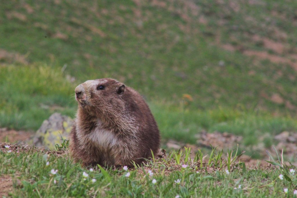 Marmotte olympiqué