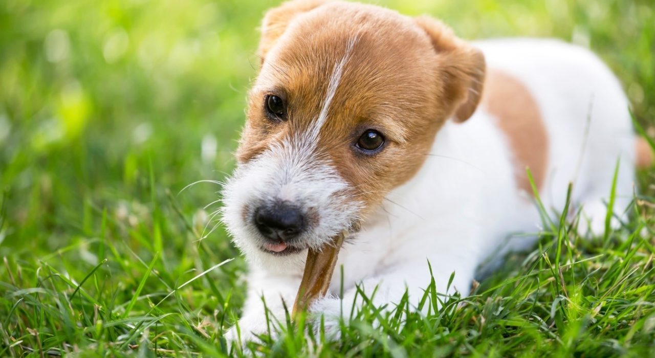 Pourquoi les chiens ont-ils besoin de mâcher ? Comprendre ce comportement naturel