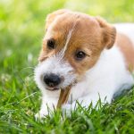 Pourquoi les chiens ont-ils besoin de mâcher ? Comprendre ce comportement naturel