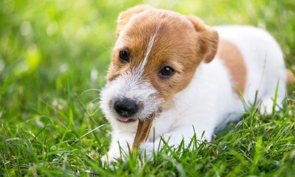 Pourquoi les chiens ont-ils besoin de mâcher ? Comprendre ce comportement naturel