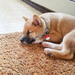 Colliers et médailles connectés pour chiens