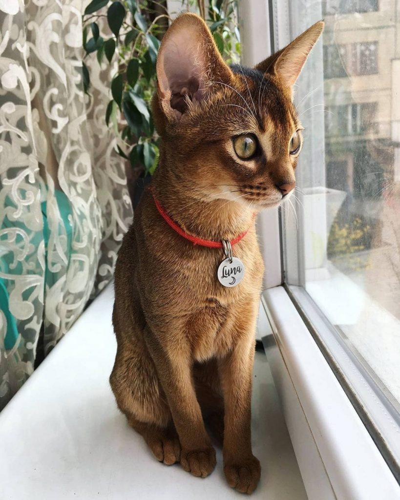  médaille chat