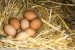 Quelle race de poule adopter pour avoir des œufs ?