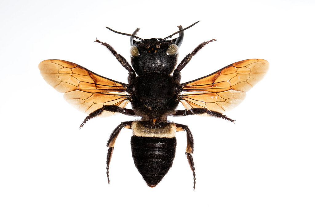 Megachile Pluto