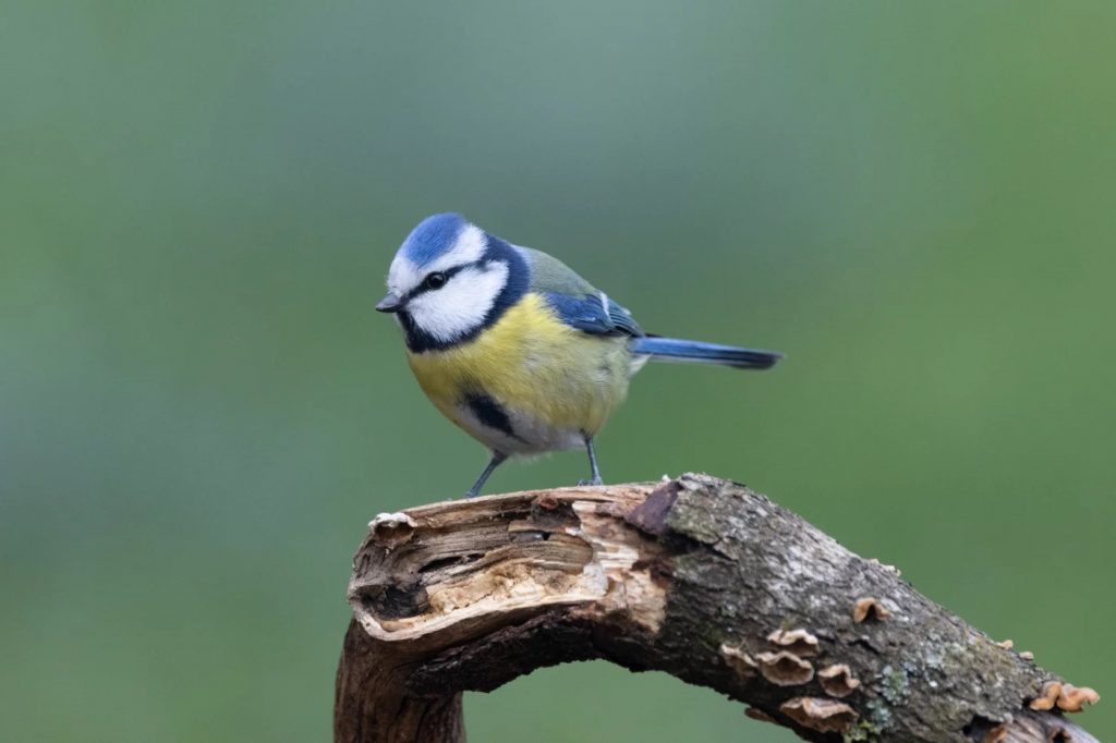 Mésange bleue