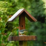 Nos astuces pour attirer les oiseaux dans votre jardin