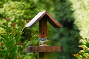 Nos astuces pour attirer les oiseaux dans votre jardin